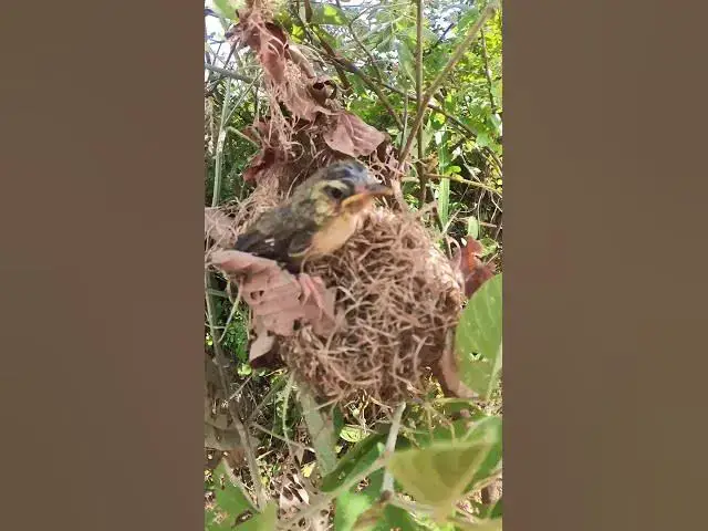 Video thumbnail for #babycryfeed #amazingbird #topbird #Stripethroated  #Feeding #BabyBirds #inNest #Heartwarming #Wildl