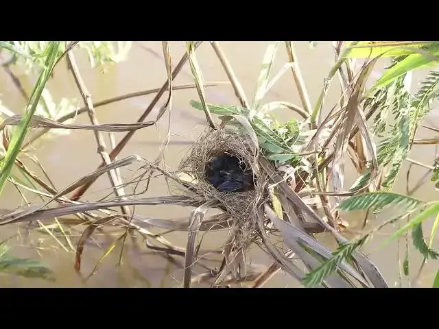 Video thumbnail for "Self-Sufficient Nestlings: How Baby Birds Survive Without Mom"