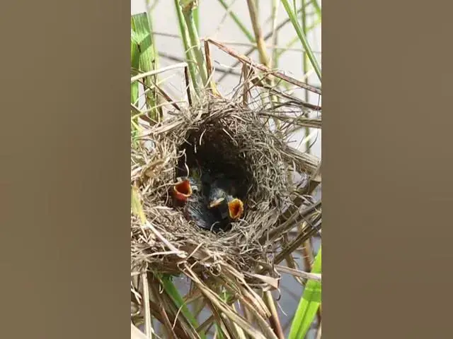 Video thumbnail for All Babies Bird Cries Feed AP#042 #Feedigbirds #nature #shortvideo #viralvideo #birds #wolfbird #nes
