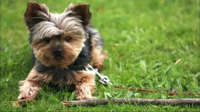 Video thumbnail for Can You Trust an Yorkshire Terrier?