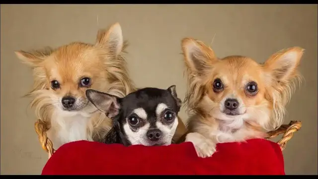 Video thumbnail for Chihuahua: Male and Female Dog Names