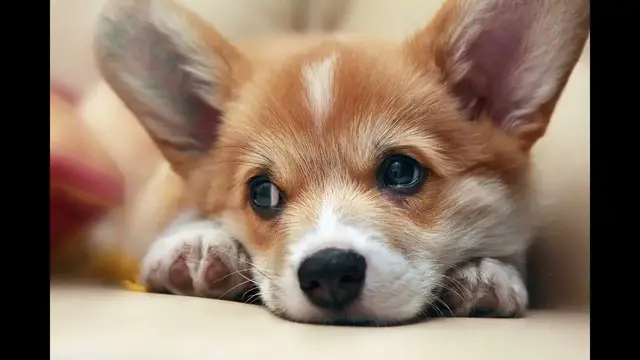 Video thumbnail for Corgi: Male and Female Dog Names