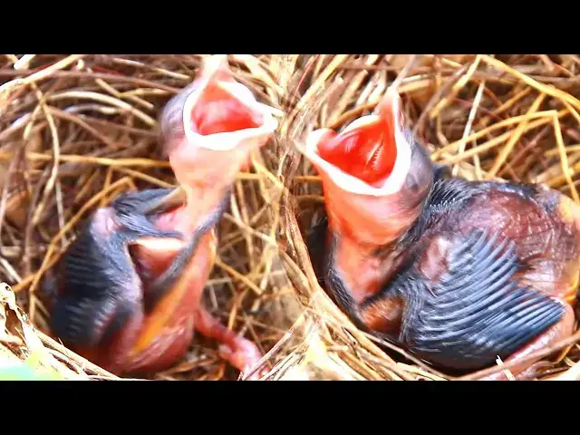Video thumbnail for Adorable Baby Peacocks in the Wild