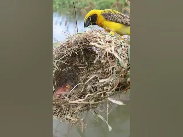 Video thumbnail for Yellow Bird Sparrow Making Nest  #birdhome #nest #birdslover #birdnestandbaby #birdnest #birdshelter