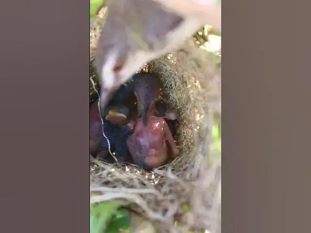 Video thumbnail for Bird Grown Bird Feeding in Nest #birds #nest #babyanimal #birdnestandbaby #babybird #nestfornewbies