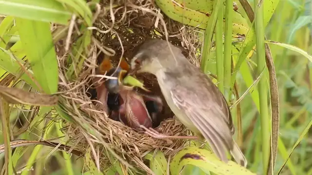 Video thumbnail for Mother Bird Feed  #birdparenting #birdwatching #birdslover #birdspotting #trending #birds