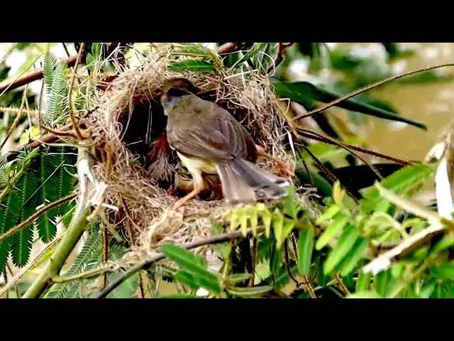 'Video thumbnail for All baby's bird to wait feed in nest alot'