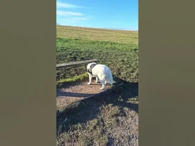 Video thumbnail for Chilled sunny day walk, from the bussle of christmas & New Year to calm reality for Ghost