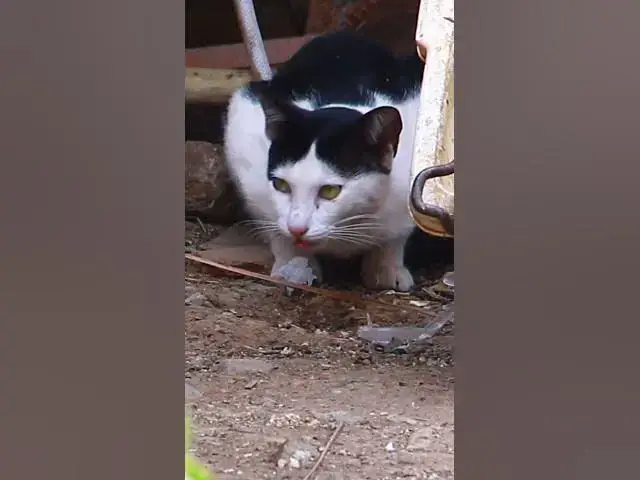 Video thumbnail for Cute of cat eating 4  #cat #shortcat #catchcatch #bitcat  #animals #cute #catlover  #cutecat
