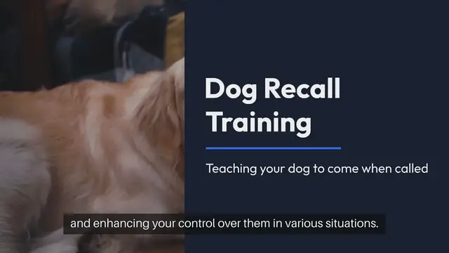 Video thumbnail for Dog Recall Training