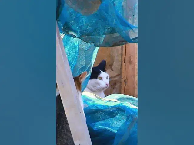 Video thumbnail for Black & White Cat 2 #cat #shortcat #catchcatch #bitcat  #animals #cute #catlover  #cutecat