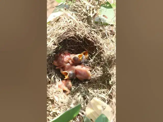 Video thumbnail for Baby Bird Sudan Golden  #Baby #Wild #Birds #Nest #Nature #Newborn #Feathered #Hatching