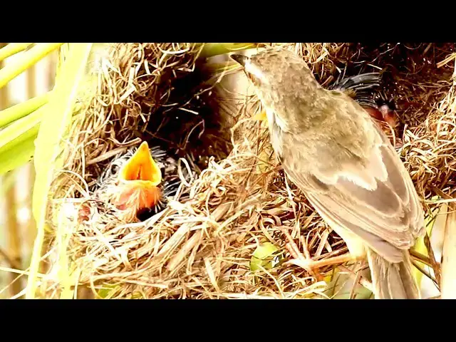 Video thumbnail for Adorable Bulbul Feeding Baby Birds in Nest - Wildlife Delight!  @ViralBirdNest