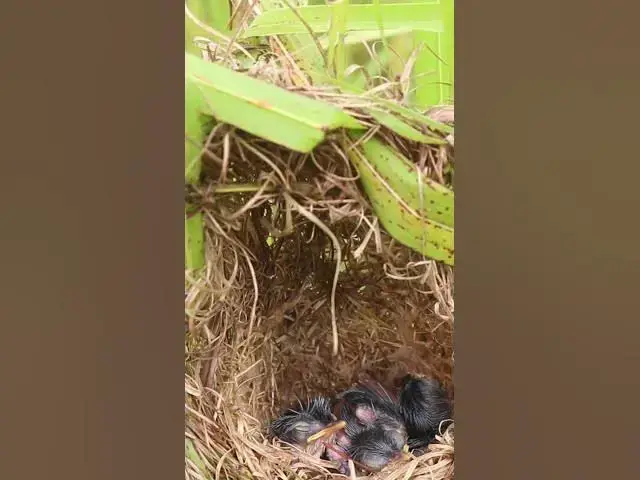 Video thumbnail for Wow Babies Groen Bird AP#040 #Feedigbirds #nature #shortvideo #viralvideo #birds #wolfbird #nestbird
