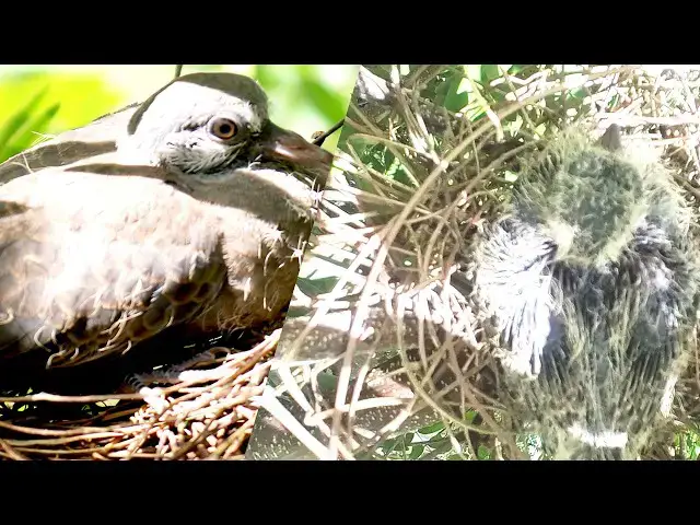 Video thumbnail for From Egg to Fledgling: The Journey of a Dove Baby's Feeding Time