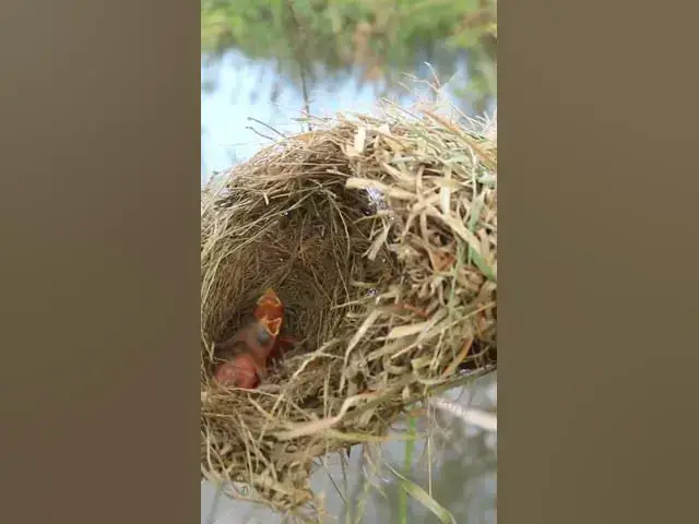 Video thumbnail for Male Golden Bird Feeding baby #Baby #Wild #Birds #Nest #Nature #Newborn #Feathered #Hatching #birds