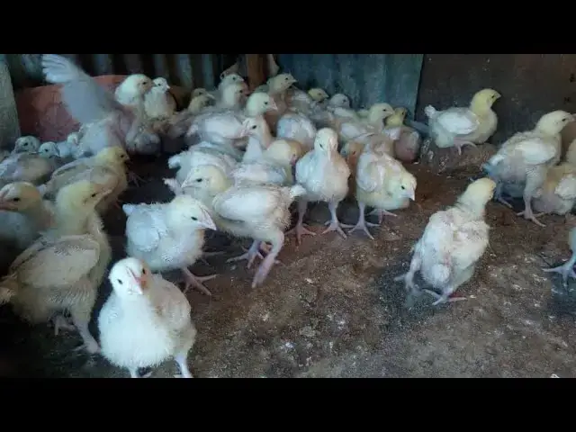 Video thumbnail for Take a Look 🕊️😊😊😊😊😊😊 #johnselephilip