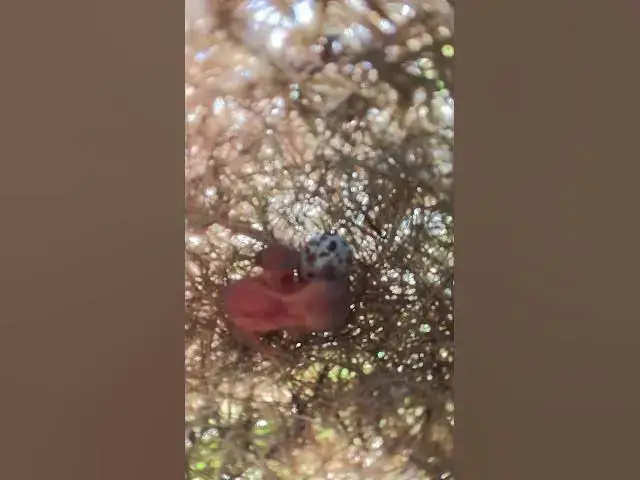 Video thumbnail for Small Babies Widl Grown Bird Ep#0112 #bird #wildbirdlife #babyanimal #aquarium #birdlife #birds