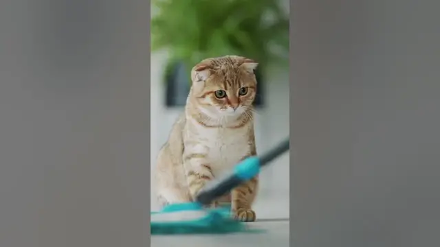 Video thumbnail for Why are my cats so adorable? #shorts