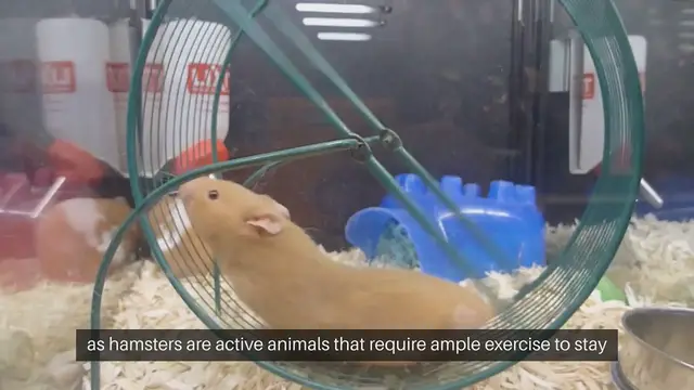 Video thumbnail for Hamster Exercise Wheel Options