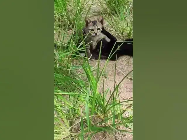 Video thumbnail for Cute of black babies cat  #cat #shortcat #catchcatch #bitcat  #animals #cute #catlover  #cutecat
