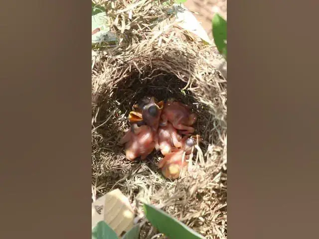 Video thumbnail for Wow Baby Bird of Golden Sparrow #Baby #Wild #Birds #Nest #Nature #Newborn #Feathered #Hatching
