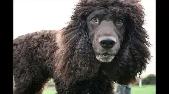 Video thumbnail for 12 Pros and Cons of Owning an Irish Water Spaniel