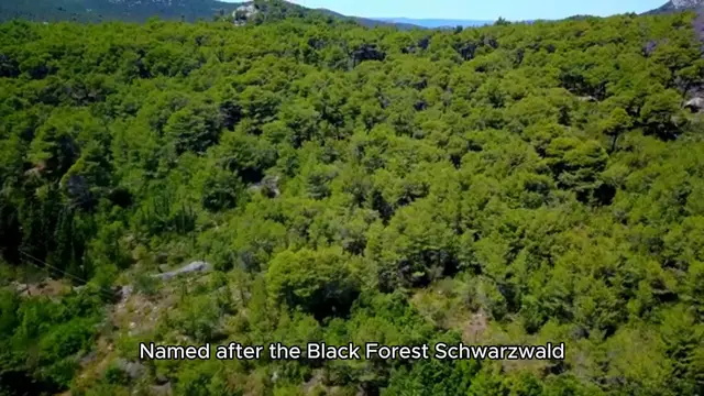 'Video thumbnail for black forest cake'
