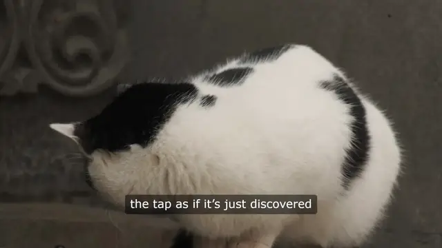 Video thumbnail for Cat Tap Chronicles