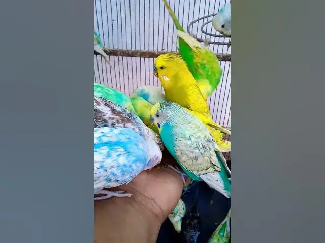 'Video thumbnail for Wie Sie Vögel in kürzester Zeit dazu bringen, Ihnen zu vertrauen#Vögel #Liebe #Papagei #lustig #am'