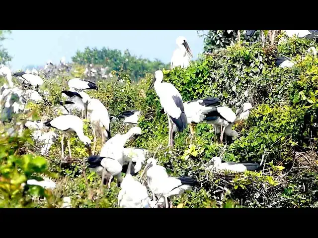 Video thumbnail for Love in a Nest: Baby Bird Snuggles with Family