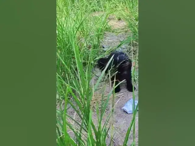 Video thumbnail for babies cat 23