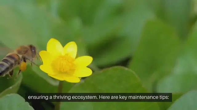 Video thumbnail for Bee Garden Maintenance Tips