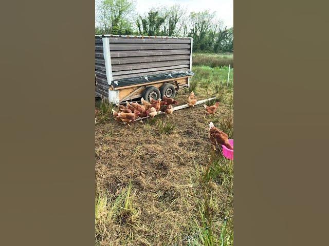 Video thumbnail for Chickens waking up