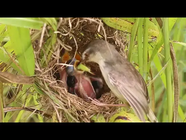 Video thumbnail for Nesting Babies: Hungry Birds Feed on Nest