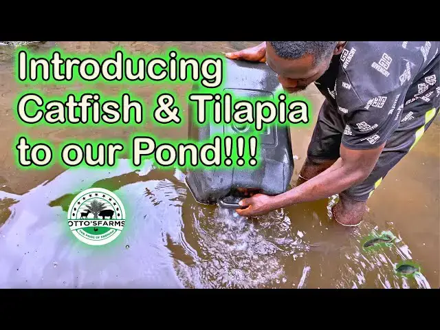 'Video thumbnail for Introducing Catfish and Tilapia to Our Pond at Otto's Farms! 🐟🌿"'