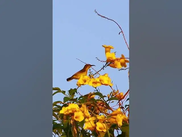 Video thumbnail for Small Green Bird on Flower 8   #birdparenting #birdwatching #birdslover #birdspotting #trending