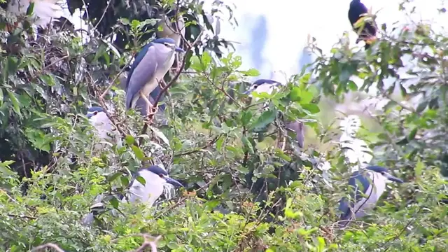 Video thumbnail for Unkhnow of name bird on nest