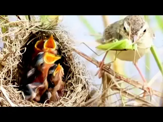 Video thumbnail for Top Babird Feeding Food Babies Eat in Nest At Lake  @ViralBirdNest