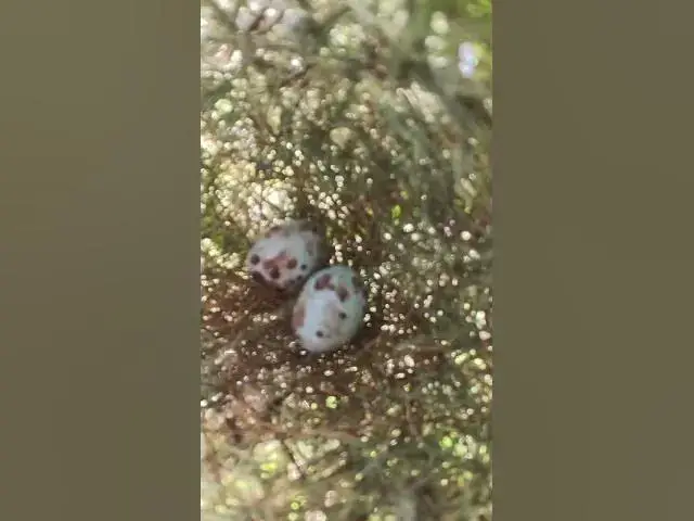 Video thumbnail for Grown Egg Bird #Shorts #BabyBirds #CuckooBird #BirdWatching #Nature #Wildlife #BirdLovers #CuteAnima