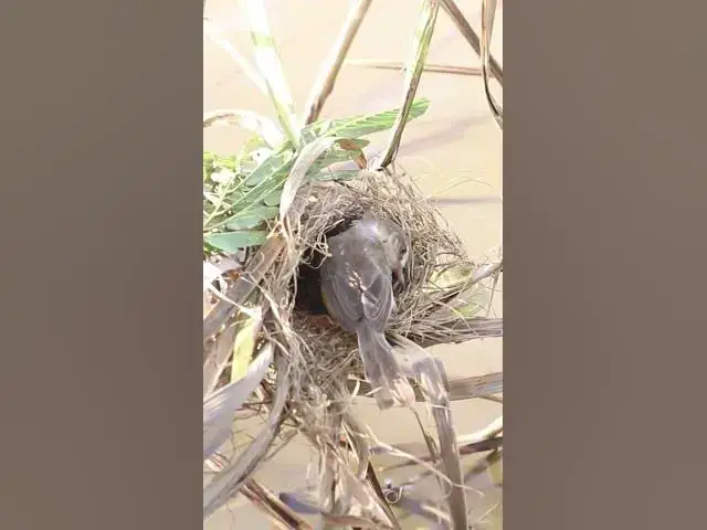 Video thumbnail for Mother Bird Clean Nest #birds #birdslover #bird #nest #nestbird #birdcries #feedshorts #feedbird