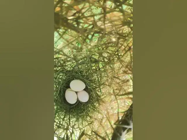 Video thumbnail for Golden Bird in Nest #Female #Golden #Feed #Baby #Nest #Start #Results