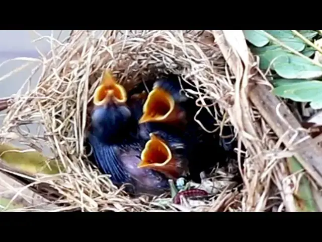 Video thumbnail for The Nest of Bird Grown Sparrow & Babies Cries Eat in Nest  [ @ViralBirdNest ]