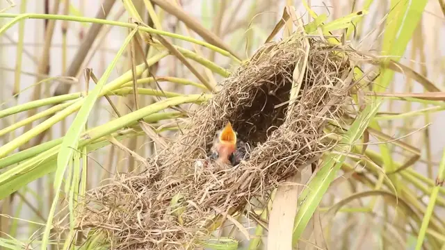 Video thumbnail for Wow Food Frenzy: Baby Birds' First Meal on the Nest