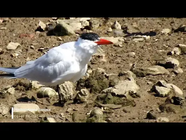 Video thumbnail for Hydroprogne caspia