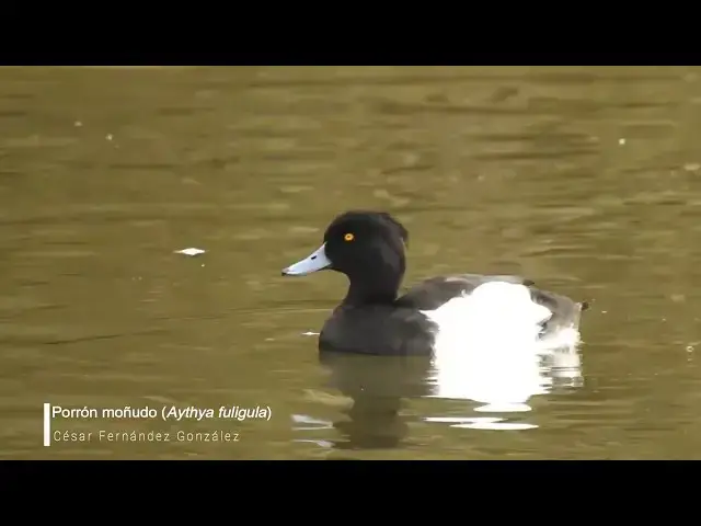 Video thumbnail for Porrón moñudo (Aythya fuligula)