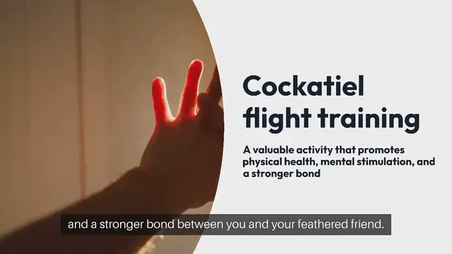 Video thumbnail for Cockatiel Flight Training
