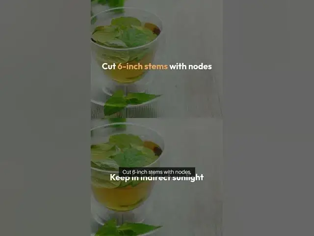 Video thumbnail for Water Propagation Made Easy #PlantCare #IndoorJungle  #soil #facts #beginnergardeners #greenthumb