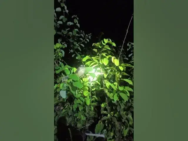 Video thumbnail for Bird at niight