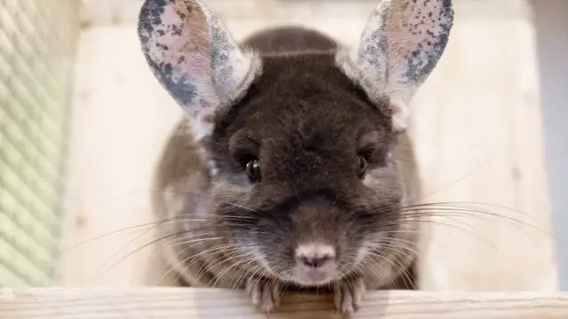 Video thumbnail for Chinchilla in the Home: the Main Pros & Cons